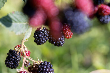 black ripe blackberries on a shrub with red unripe berries hanging on a branch, red and black blackberries hang on a shrub in the summer in sunny weather
