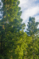 A tall forest tree from the ancient conifer family Araucariaceae, genus Agathis (Agathis dammara) In Indonesia, this tree is known as the damar tree or kauri.