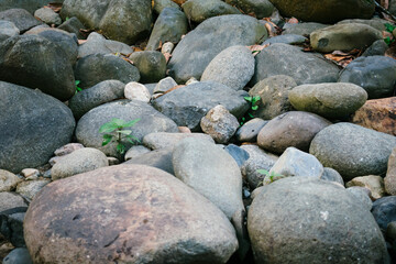river stones with small green plants growing between rocks in a natural environment