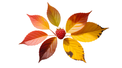Arrangement of colorful autumn leaves forming a flower shape with a red center isolated on transparent background