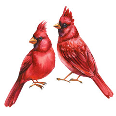 Pair of red cardinals watercolor birds with bright feathers isolated on white background romantic wildlife art