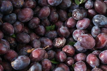 Close-up of fresh plums, top view. Organic mold on plum. No pesticide. Morning sunny lighting.