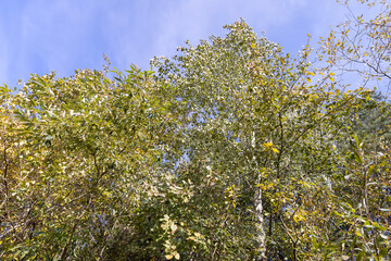 deciduous trees in a mixed forest with foliage in the autumn , beautiful colorful foliage of trees in the autumn season before leaf fall against the background of a blue sky with clouds