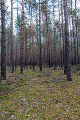 Obraz premium tall pine in a coniferous forest in the autumn season during leaf fall, changes in nature during the autumn season in a forest with old and tall pines