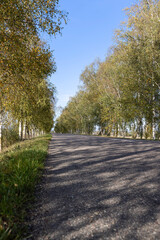 Naklejka premium a road with birch trees on the side of the road in the autumn season, tall birches growing along the highway during the autumn leaf fall