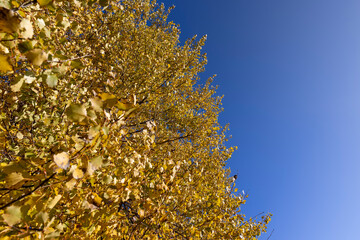 the foliage of the alder tree in the autumn season in sunny weather, a deciduous tree with completely yellowed leaves during leaf fall