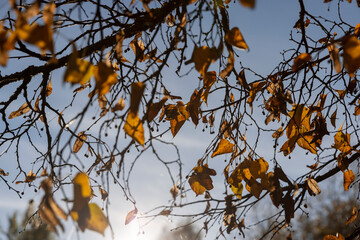 lime tree in the autumn season against the background of the blue sky in sunny weather, the lime trees during the autumn cold snap and the change in the color of the foliage of the trees