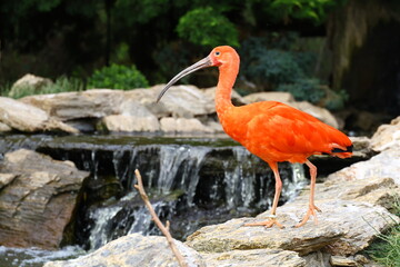 Scarlet ibis with vivid red feathers standing on a rock near a small waterfall. The tropical bird is captured in vibrant color, symbolizing exotic wildlife and natural beauty.