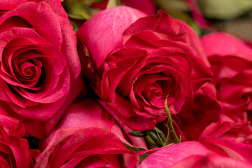 beautiful roses in a large bouquet lying on top of each other, several fresh red roses for arranging bouquets