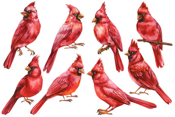 Set of red cardinal birds watercolor illustration isolated on white background woodland songbirds wildlife art