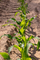 field with immature green corn in the summer season with a large number of clouds in a blue sky, a field with green corn before ripening against a blue cloudy sky