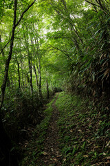 四国カルスト 天狗高原セラピーロード