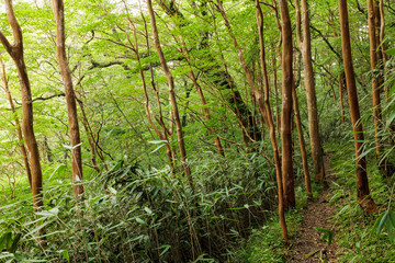 四国カルスト 天狗高原（ヒメシャラ林）