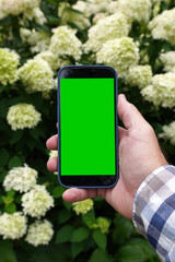 Hand holding smartphone with green screen in garden
