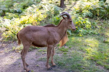 a brown goat hides in the grass behind the trees in the park, a large area in the zoo with grass, shrubs and trees where the goats live
