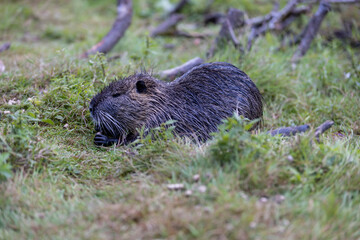 an otter with wet fur in the green grass, a wild otter is in the green grass while resting