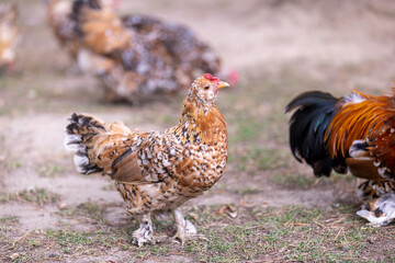 small chickens with colorful plumage on the territory of the park, colorful chickens in search of food on the territory with trampled grass