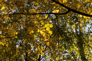 maples in the autumn season , maples with orange foliage in sunny weather in autumn season park