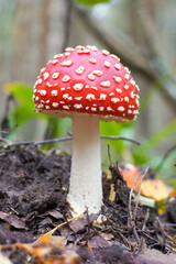 Amanita muscaria mushroom growing in forest soil