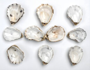 Collection of Open and Closed Oyster Shells on White Background