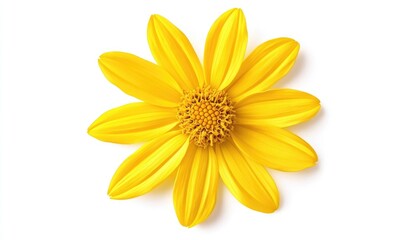 Bright Yellow Flower with Petals and Central Stamen Detail