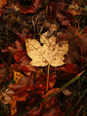 autumn leaves on the ground
