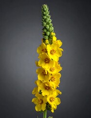 Yellow flower stalk close-up