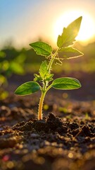 Young tomato plant emerging from soil at sunrise