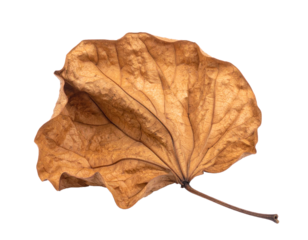 Golden Autumn Maple Leaf Isolated on White Background