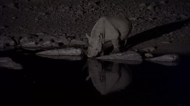 Black rhino drinking at night at a waterhole in the Etosha National Park in Namibia, Africa.