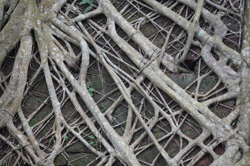 Intertwined banyan tree roots forming natural lattice pattern on old wall