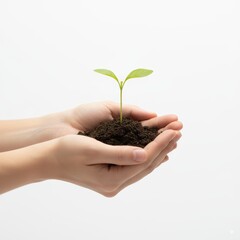 Young Green Plant Sapling in Cupped Hands.