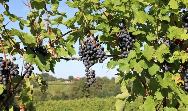 Bunches of Franconia red grapes of  hanging on vine with landscape on background. It is akso known as Blaufrankish or Lembreger. - Powered by Adobe
