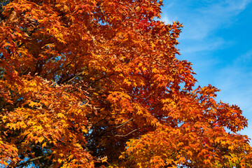 Autumnal season in park. Seasonal leaves and tree. Natural autumn. Autumn beauty of nature. Fall season. Nature in forest. Fall leaves in park. Autumn forest. Nature in fall season. Golden season