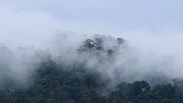 mist flow above big tree with Rainy weather in the forest. mountains fog tree Tropical forest in Thailand.
