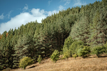 landscape with trees and blue sky