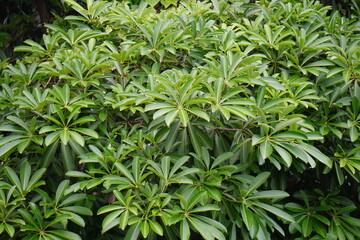 Obraz premium Dense green Schefflera arboricola foliage forming natural tropical background