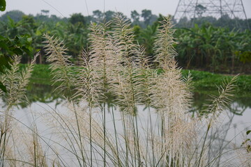 Kash grass flower spikes along riverbank in rural Bengal landscape