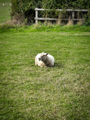 Sheep in a UK field