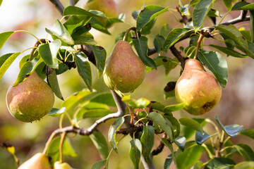 ripe pears on a branch