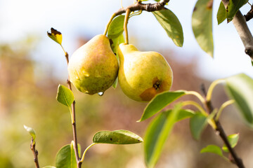 ripe pears on a branch