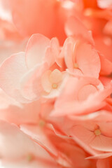 Hydrangea flower petals, flower petals, macro photography