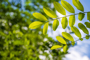 Obraz premium Sunlit Green Leaves with Bokeh Background, Korea