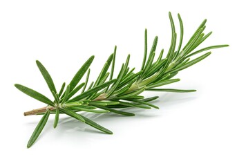 Fototapeta premium A close-up studio shot of a fresh sprig of rosemary with its characteristic needle-like green leaves against a white background.