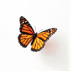 Fototapeta premium Vibrant monarch butterfly on white background: wings open and detailed patterns