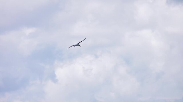 lesser adjutant stork, adjutant (Leptoptilos javanicus) tropical wetland habitats. Bird in flight. Borneo