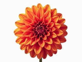 上品で美しいダリアのイラスト