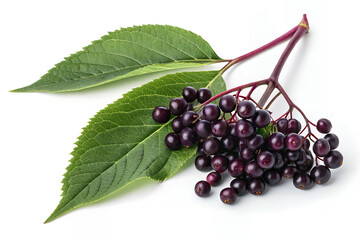 Elderberry Branch: A close-up capture of a fresh elderberry branch, laden with ripe, dark berries alongside vibrant green leaves, showcasing the natural beauty and potential of this plant.