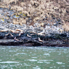 many seals on island in Avacha bay, Pacific ocean