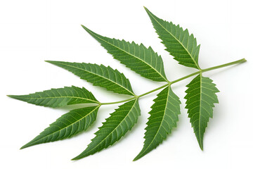 Neem Leaf: A vibrant neem leaf, showcasing intricate textures and patterns, lies in delicate detail, providing a fresh, aesthetic image of nature's splendor.